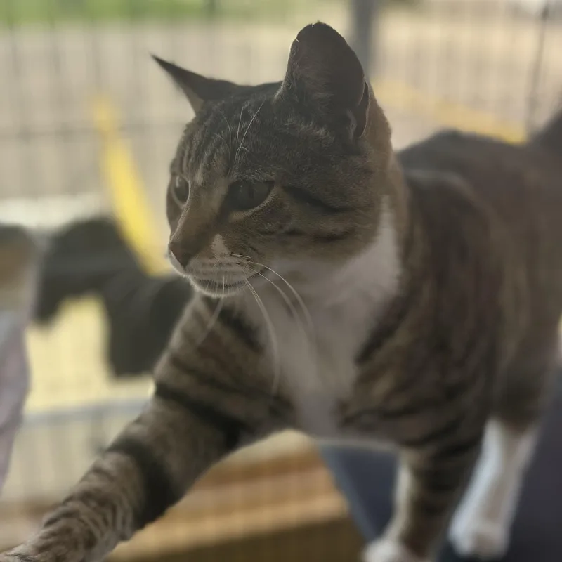 An adult medium-sized male Tabby (Brown / Chocolate) Tabby cat named Noodle for adoption in Madison Heights, MI