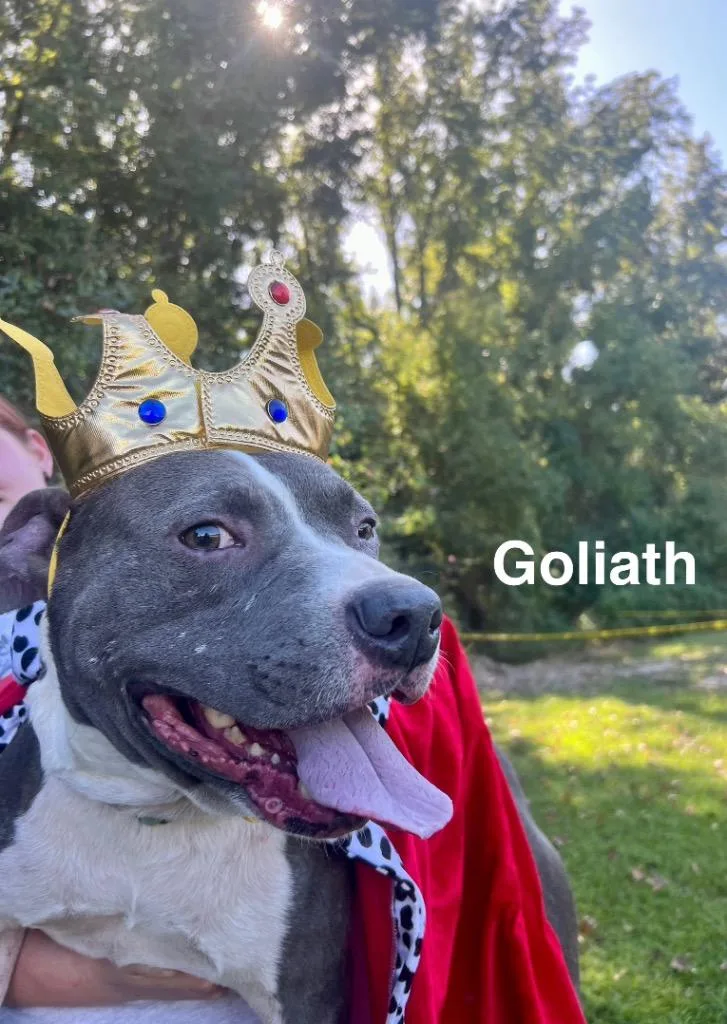 Goliath thumbnail 6