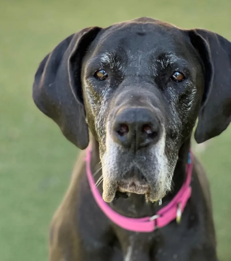 Daisy Mae thumbnail 2