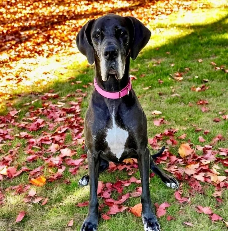 Daisy Mae thumbnail 3