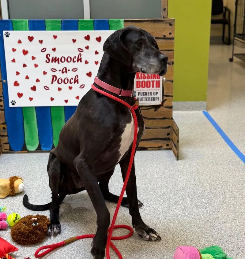 Daisy Mae thumbnail 5