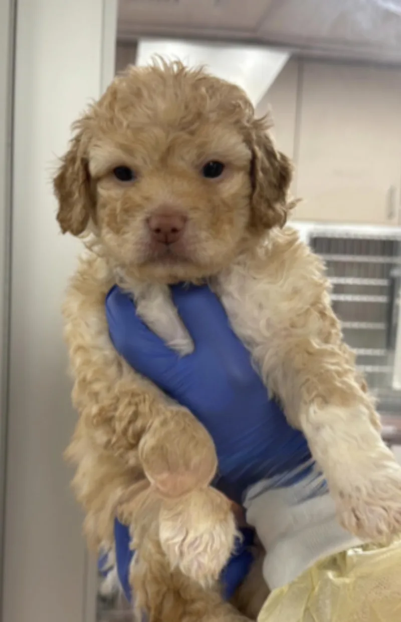 A baby medium-sized female Poodle dog named Turnip for adoption in Copiague, NY