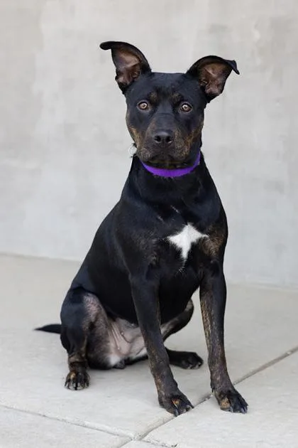 A young large-sized female Mixed Breed dog named Freyja for adoption in Longmont, CO