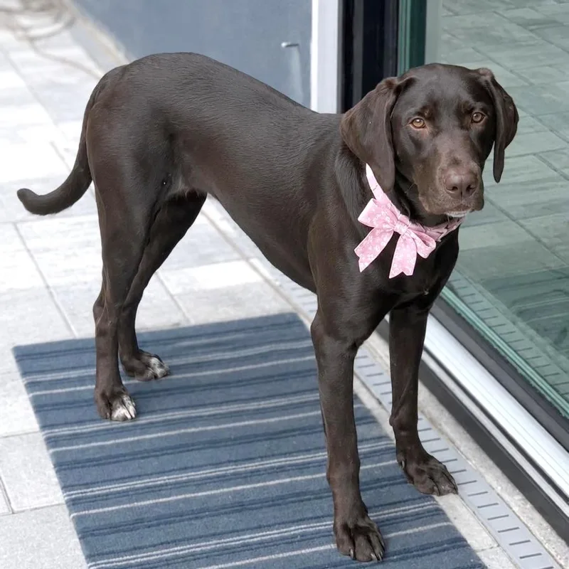 An adult medium-sized female Black Chocolate Labrador Retriever dog named River for adoption in Tampa, FL
