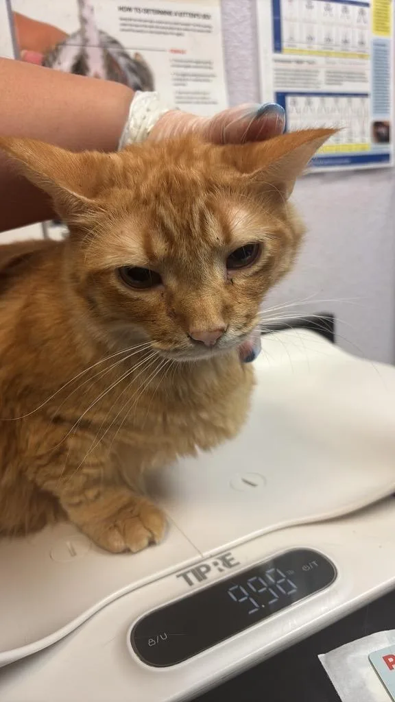 A young large-sized female Domestic Medium Hair cat named Eli for adoption in New Braunfels, TX