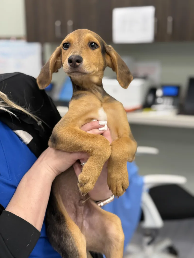 A baby small-sized male Beagle dog named Sandy for adoption in Milford, CT
