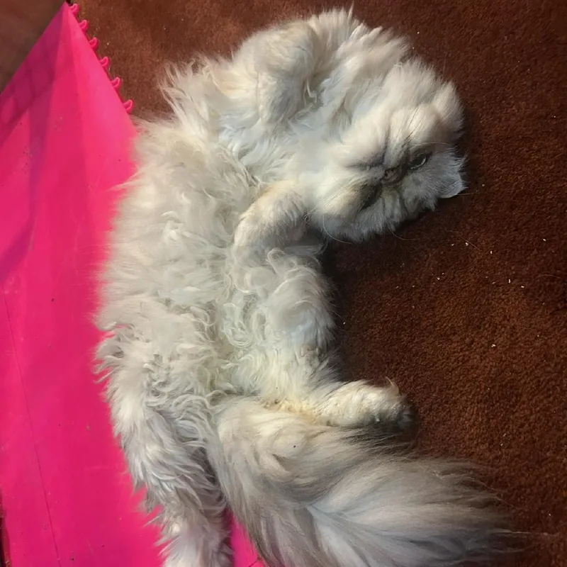 An adult medium-sized male Buff / Tan / Fawn Persian cat named Fluffy for adoption in Mokena, IL