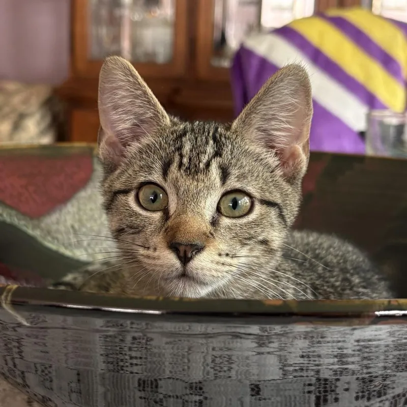 A baby small-sized female Brown / Chocolate Domestic Short Hair cat named Savannah for adoption in Fairfax Station, VA