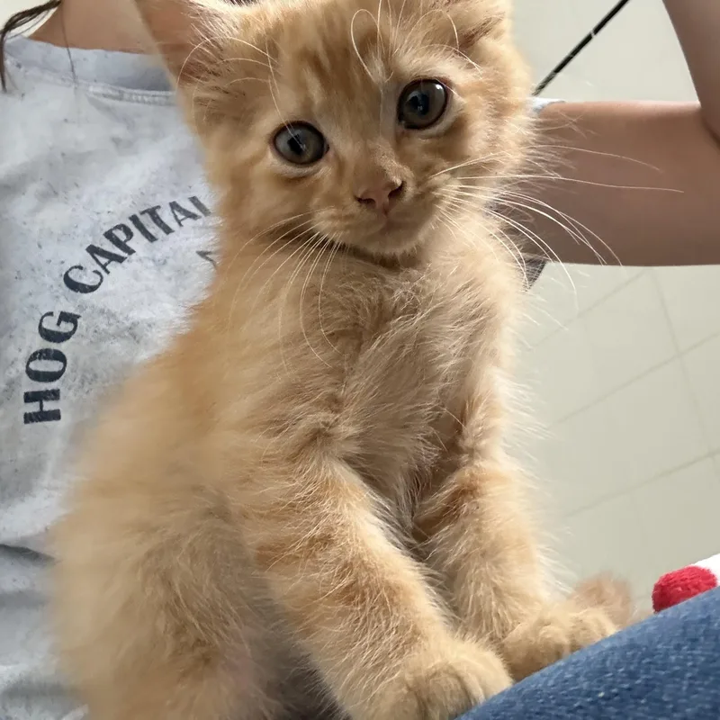 A baby small-sized male Orange / Red American Shorthair cat named Pops for adoption in Hickory, NC