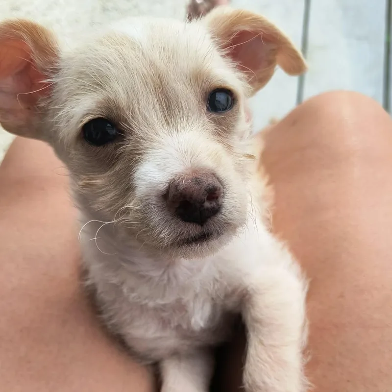 A baby small-sized female Apricot / Beige Chihuahua dog named Poppy for adoption in Floresville, TX