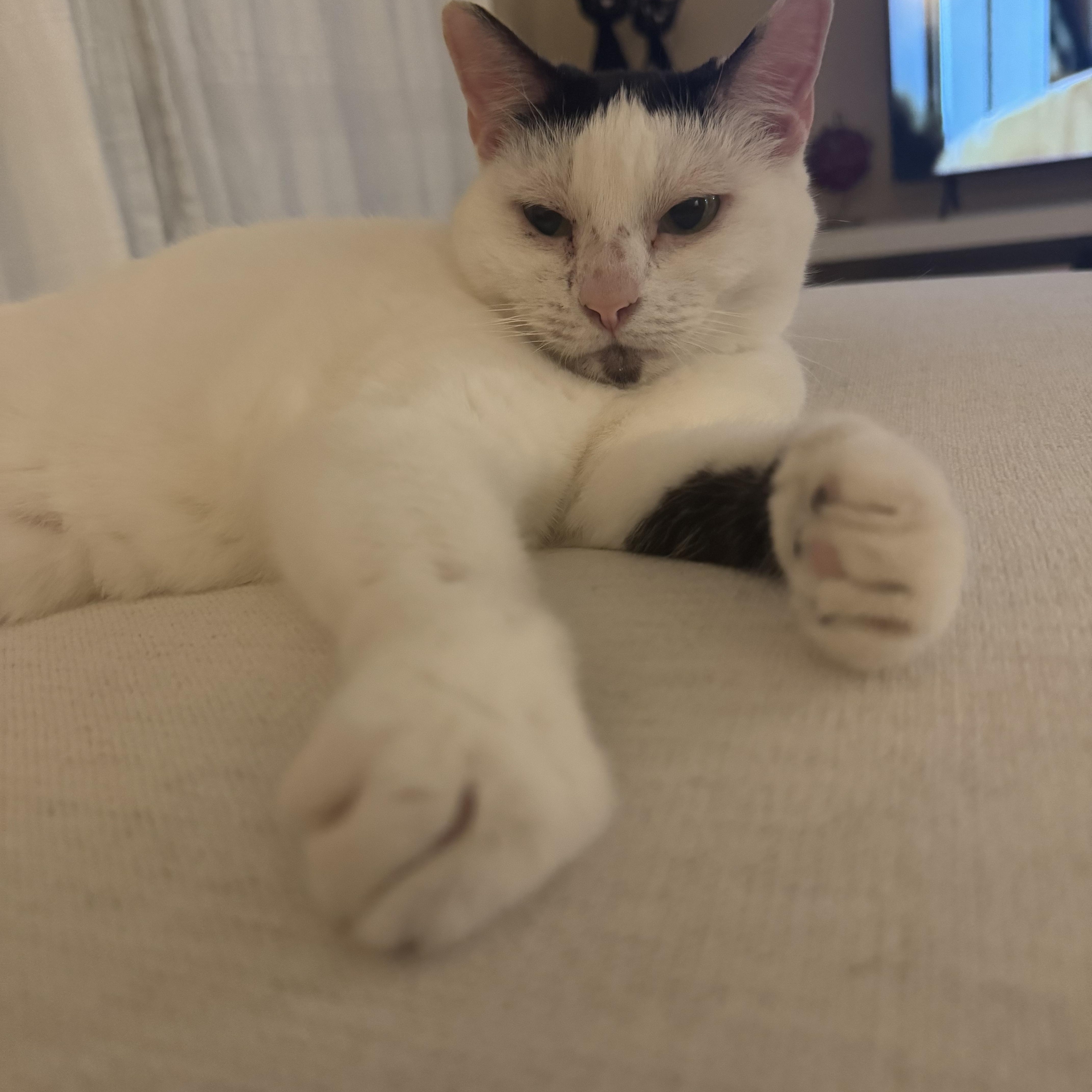 An adult medium-sized female White Domestic Short Hair cat named Olive for adoption in Nottingham, MD