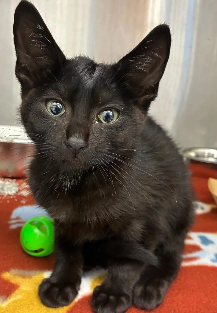 Simon