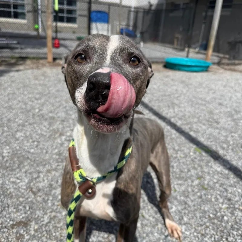 An adult medium-sized male Gray / Blue / Silver Mixed Breed dog named Yorkstray for adoption in York, PA