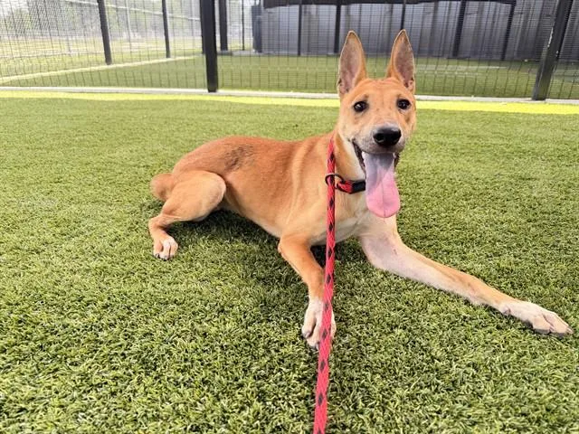 A young small-sized female Labrador Retriever dog named Estrella for adoption in Garland, TX