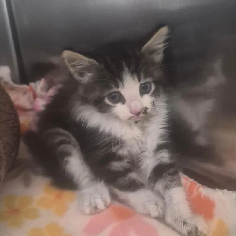 A baby small-sized male White Domestic Medium Hair cat named Abe for adoption in Fort Bragg, CA