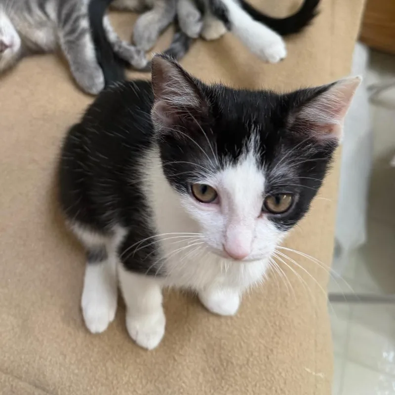 A baby medium-sized male Black Domestic Short Hair cat named New River Gorge for adoption in Medina, OH