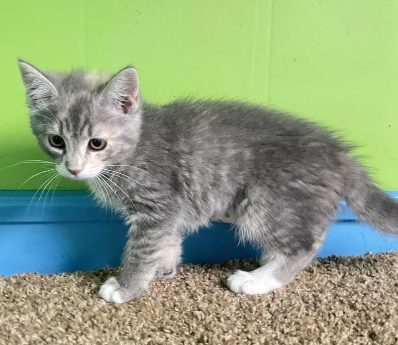 A baby small-sized female Domestic Medium Hair cat named Gia for adoption in Columbus, OH