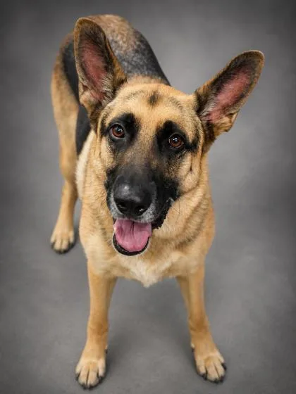 An adult medium-sized male German Shepherd Dog dog named Titus for adoption in Bowling Green, KY