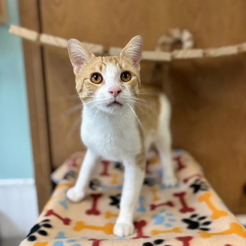A young medium-sized male Orange / Red Domestic Short Hair cat named Larry for adoption in Fargo, ND