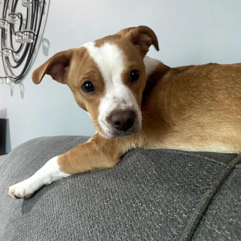 Wacka Flacka Flame thumbnail 2