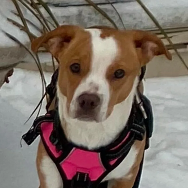 Wacka Flacka Flame thumbnail 3