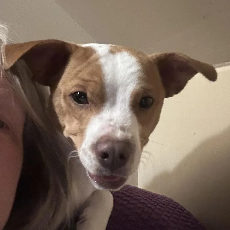 Wacka Flacka Flame thumbnail 4