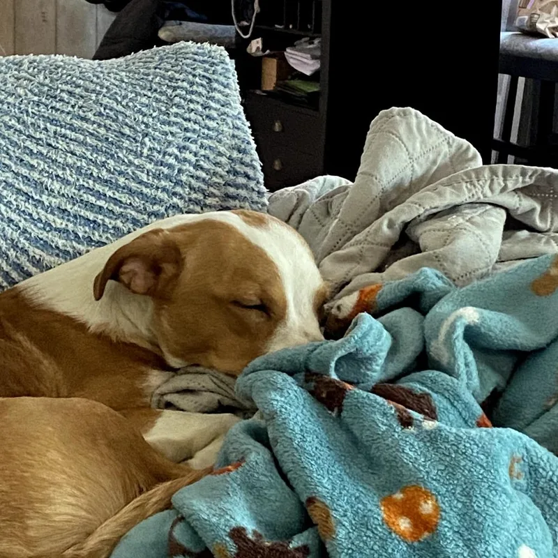 Wacka Flacka Flame thumbnail 5