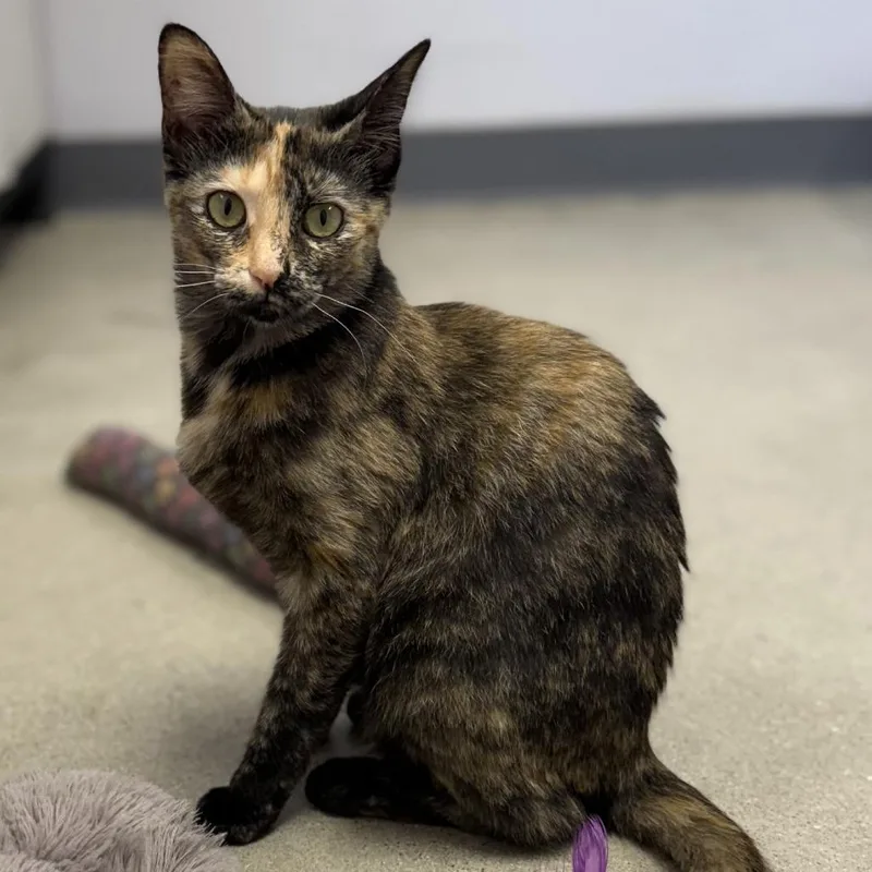 A young small-sized female Black Domestic Short Hair cat named Speckles for adoption in Archbold , OH