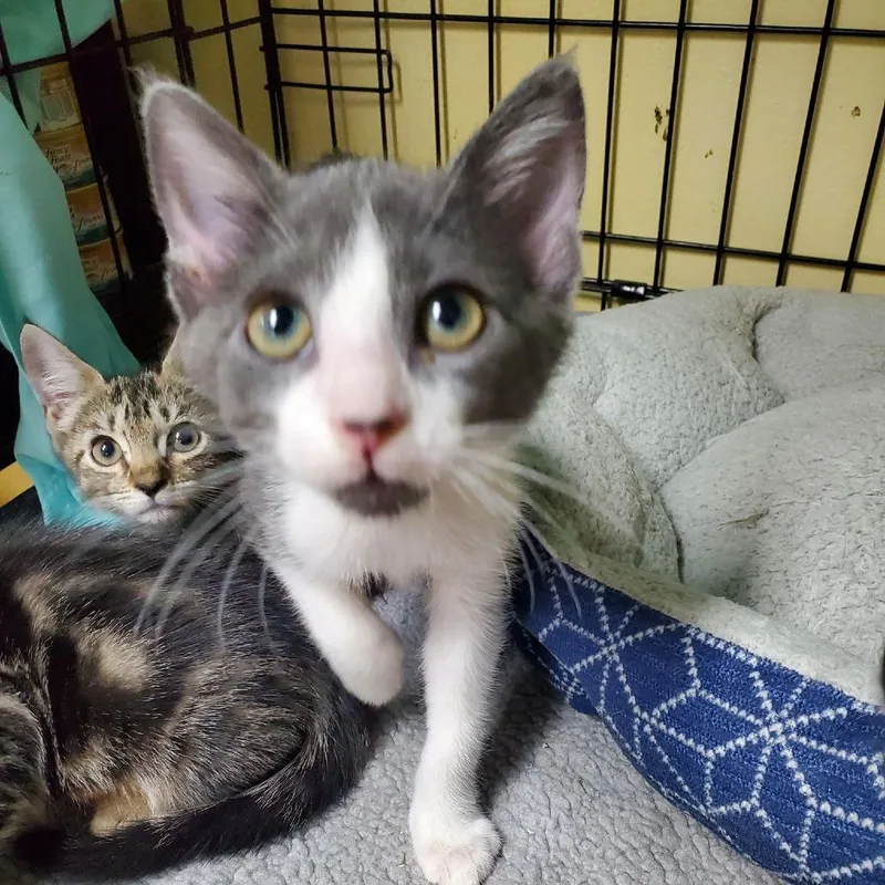 A baby small-sized male Gray / Blue / Silver Domestic Short Hair cat named Iced Latte for adoption in Melrose, FL