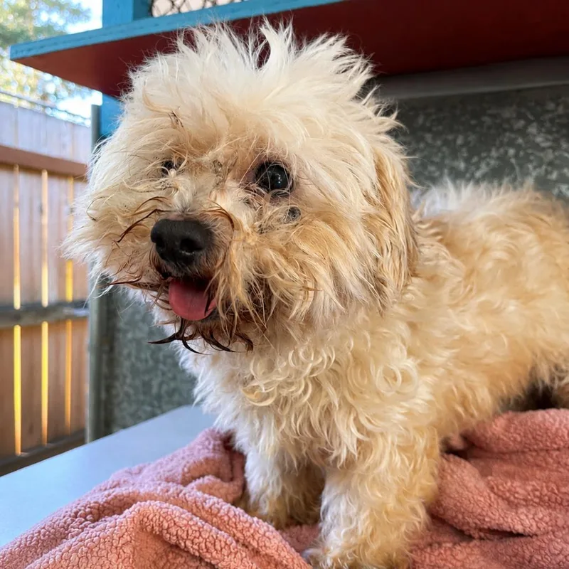 An adult small-sized male White / Cream Miniature Poodle dog named Cooper for adoption in Sonoma, CA