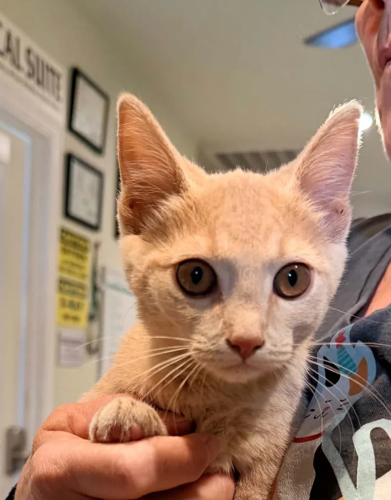 A baby medium-sized female Domestic Short Hair cat named Stomper for adoption in Lincoln, CA