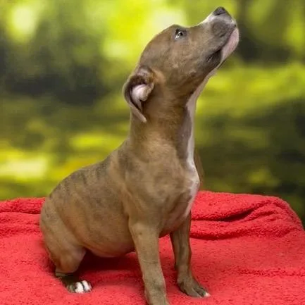 A baby medium-sized female Brindle Terrier dog named Stella for adoption in Auburn, NH