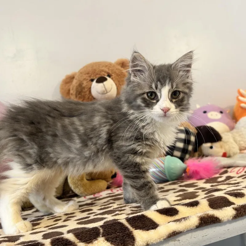 A baby small-sized male Domestic Medium Hair cat named Joey for adoption in Middletown, NY