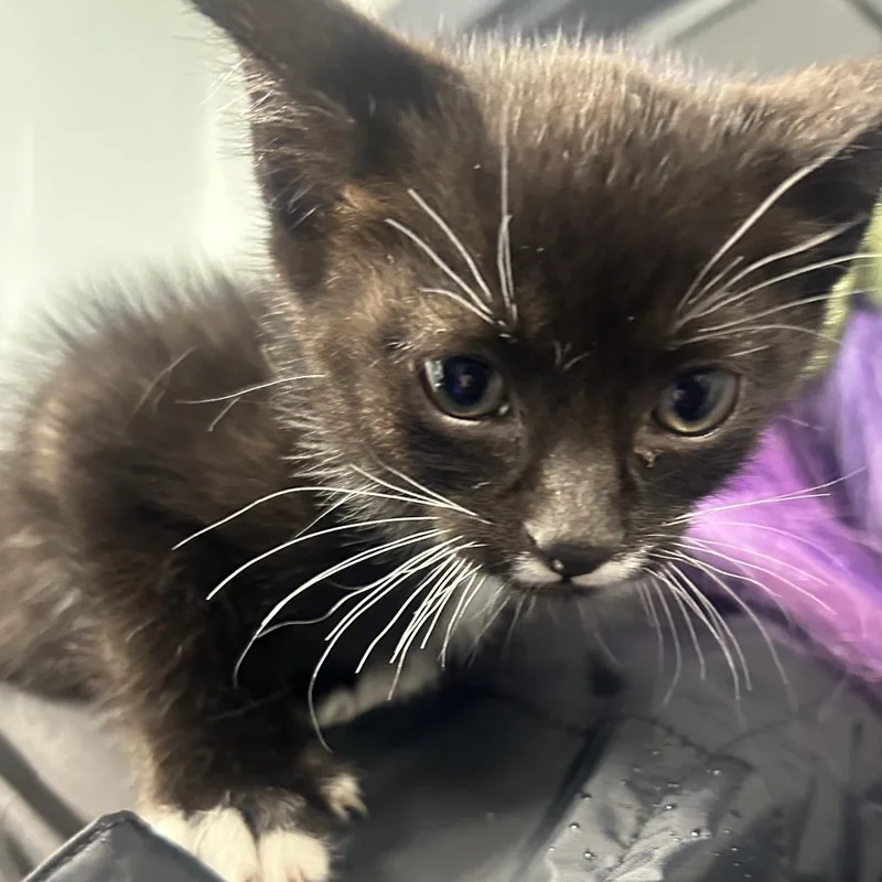 A baby small-sized male Black Domestic Short Hair cat named Nosferatu for adoption in Oxford, MS