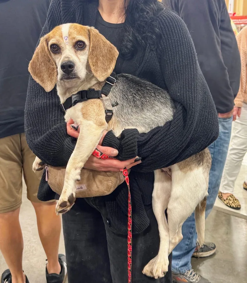 Gypsy Moon thumbnail 2