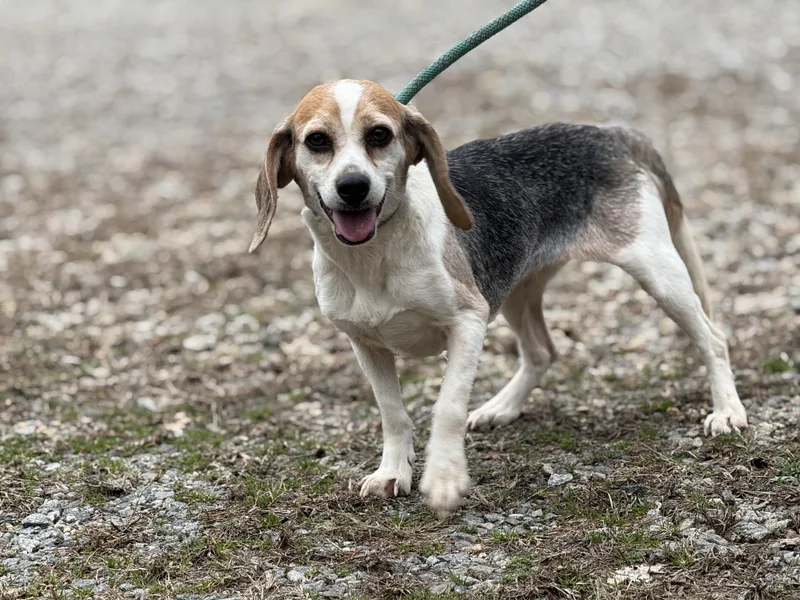 Gypsy Moon thumbnail 3