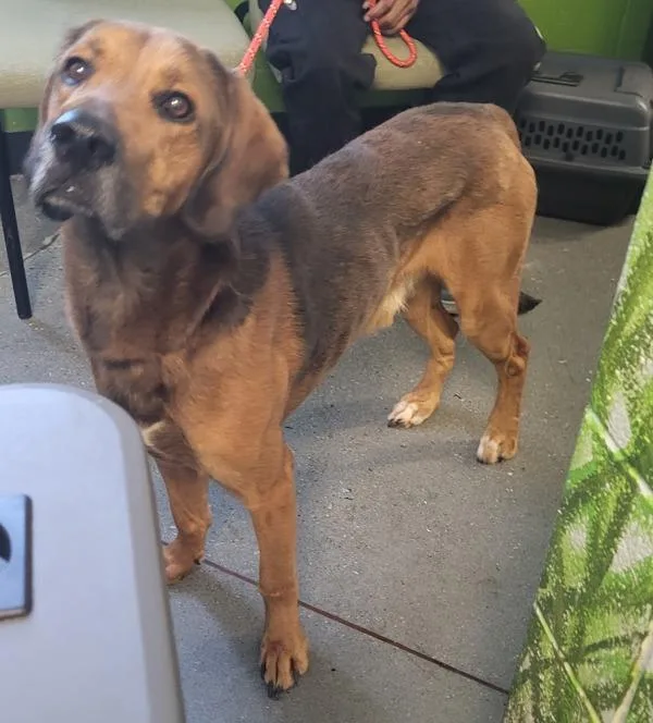 An adult large-sized male German Shepherd Dog dog named Pen  Marco for adoption in Lawrenceville, GA