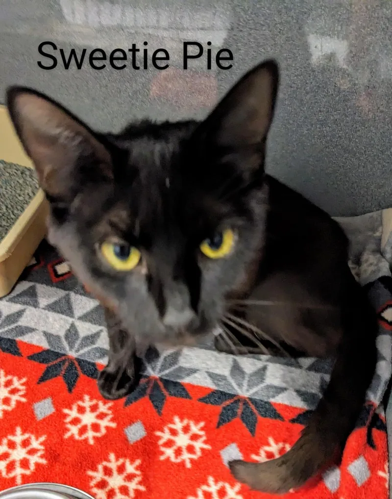 Sweetie Pie thumbnail 2