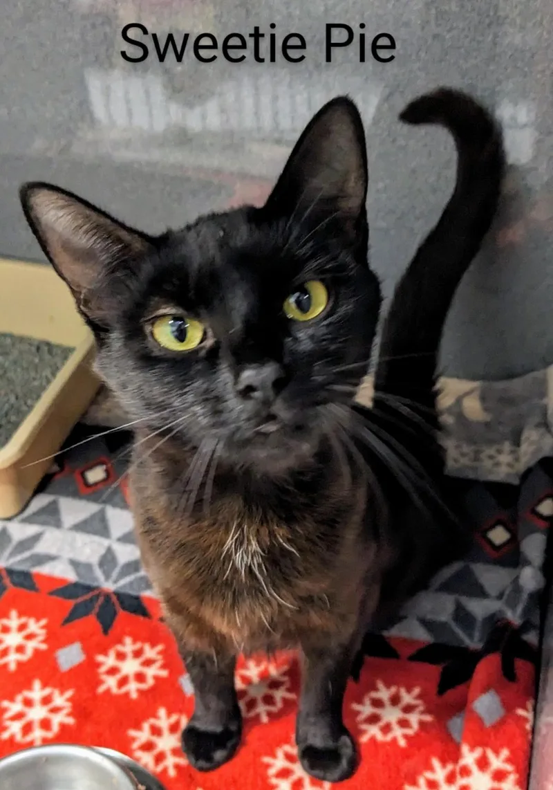 An adult medium-sized female Domestic Short Hair cat named Sweetie Pie for adoption in Binghamton, NY