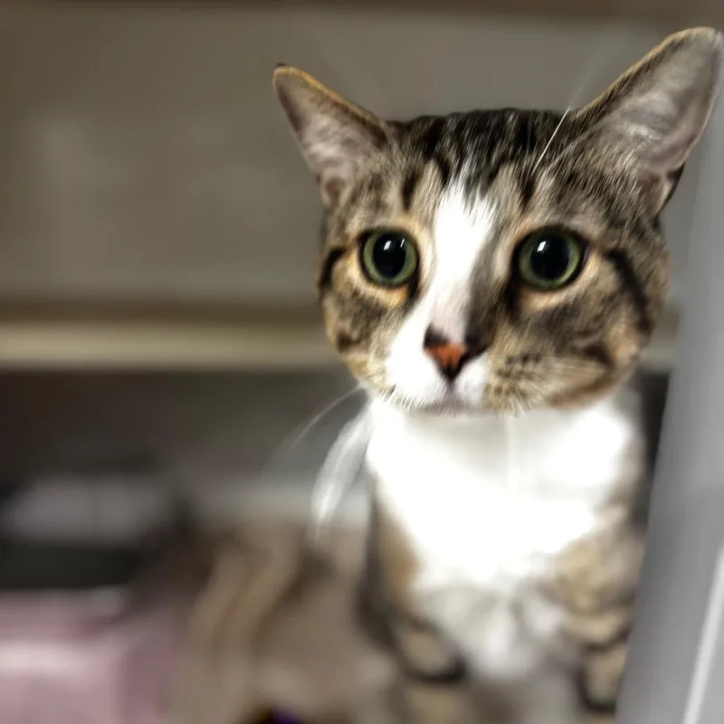 A young large-sized male Brown / Chocolate Domestic Short Hair cat named Dylan for adoption in Wheeling, IL