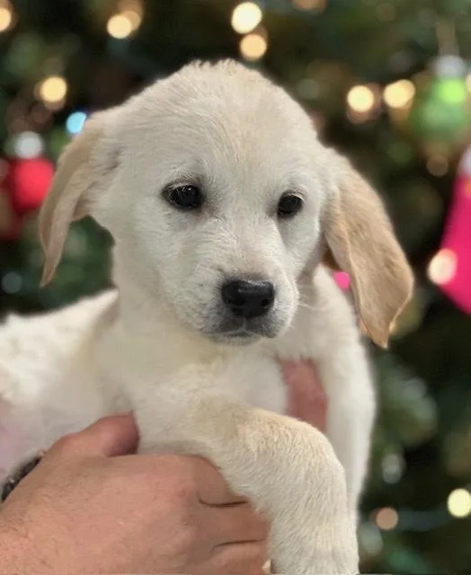 A young large-sized male White / Cream Mixed Breed dog named Glogg for adoption in Elmsford, NY