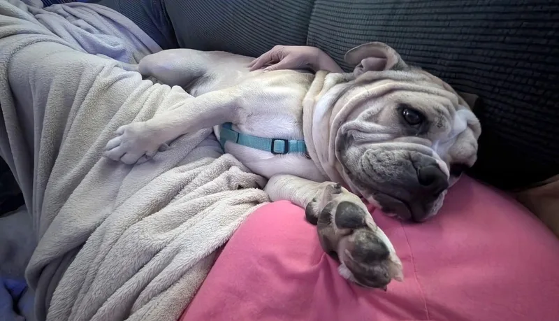A young medium-sized male English Bulldog dog named Java for adoption in Beaverton, OR