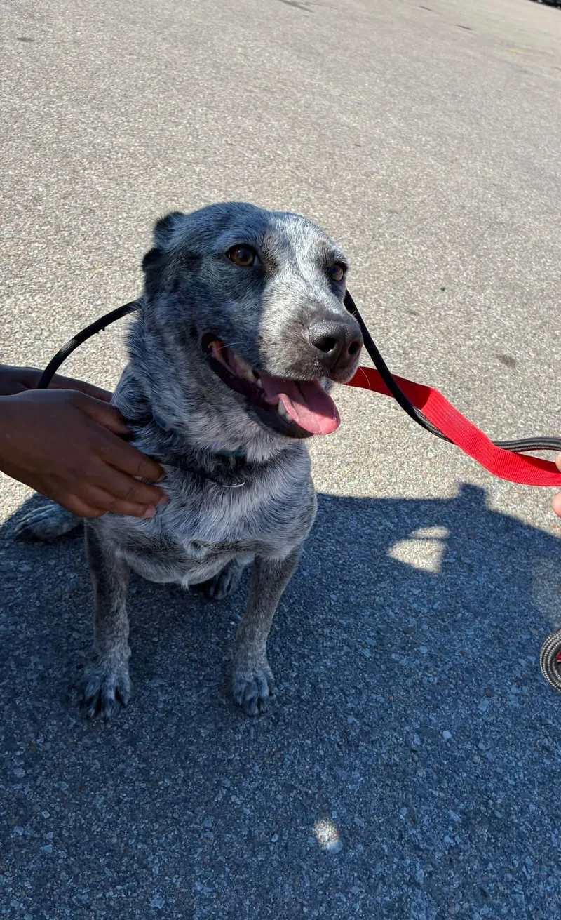 An adult medium-sized female Australian Cattle Dog / Blue Heeler dog named Nova for adoption in Manhattan, KS