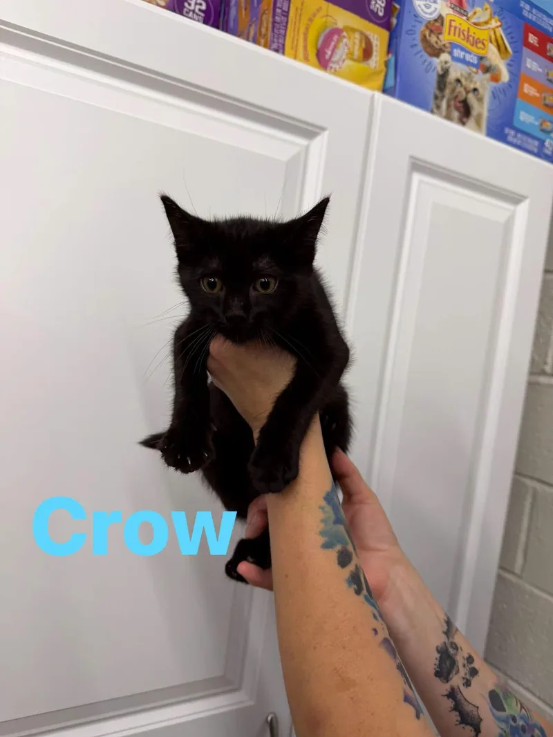 Crow