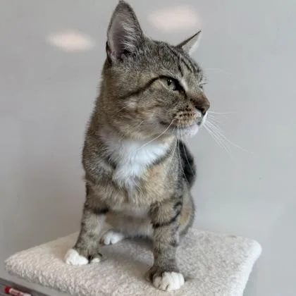 An adult medium-sized male Domestic Short Hair cat named Puma for adoption in Janesville, WI