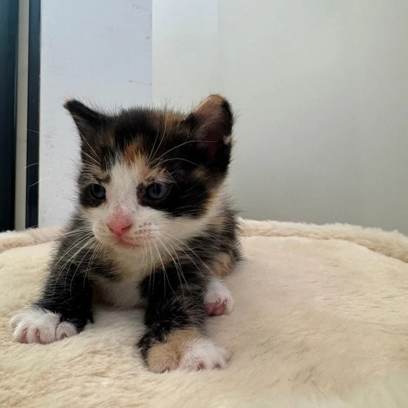 A baby small-sized female Brown / Chocolate Domestic Short Hair cat named Mookie for adoption in Fort Lauderdale, FL