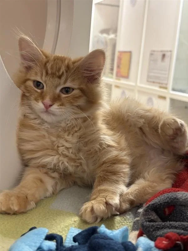 A baby small-sized male Domestic Medium Hair cat named Austin for adoption in Great Falls, MT