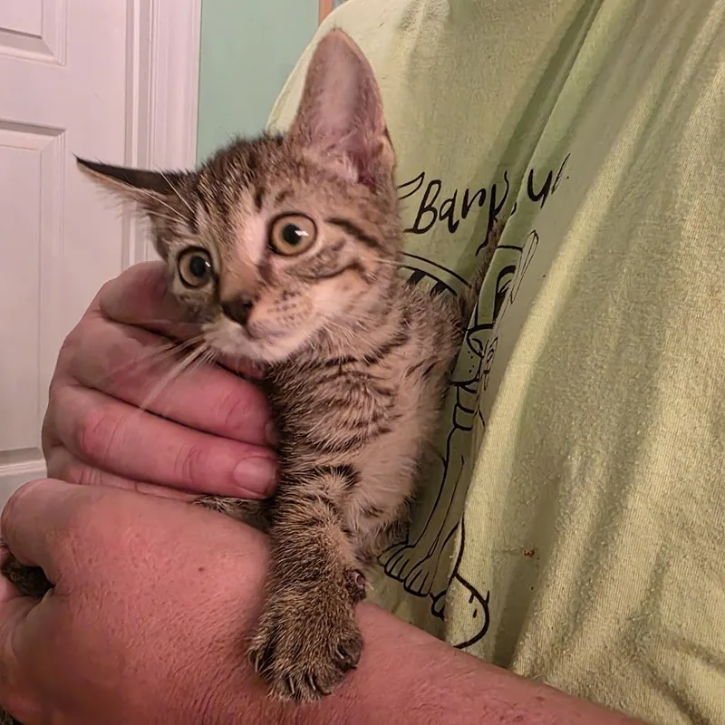 Navy Blu thumbnail 2