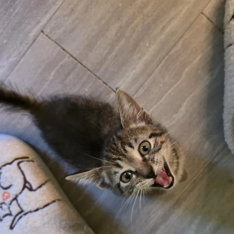 Navy Blu thumbnail 3