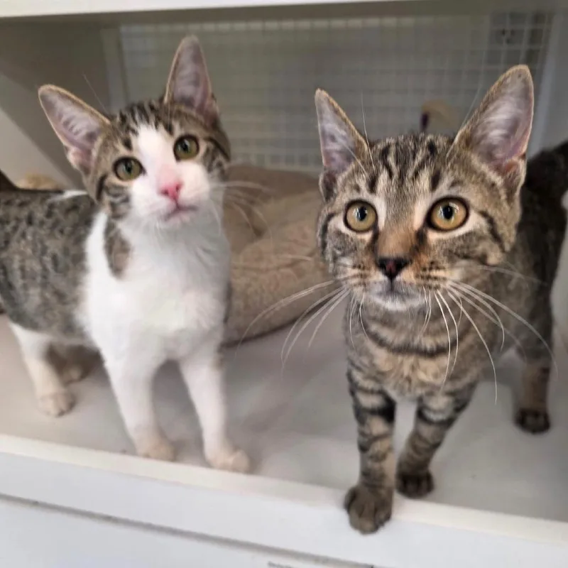 Navy Blu thumbnail 4